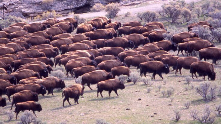 13 Wild West Animal Survival Stories—And the Amazing Creatures Behind Them