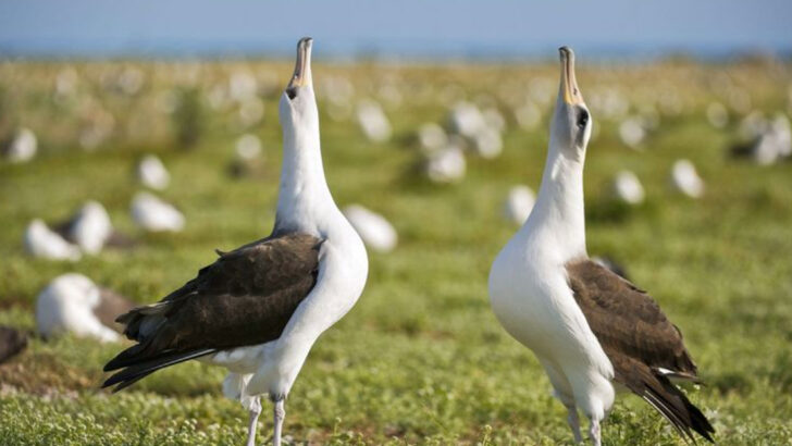 13 of the Strangest Bird Mating Dances From Around the World