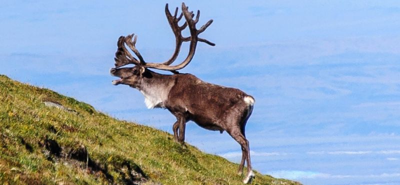 Caribou
