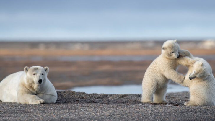 14 Animal Species You Can Spot in Gates of the Arctic National Park