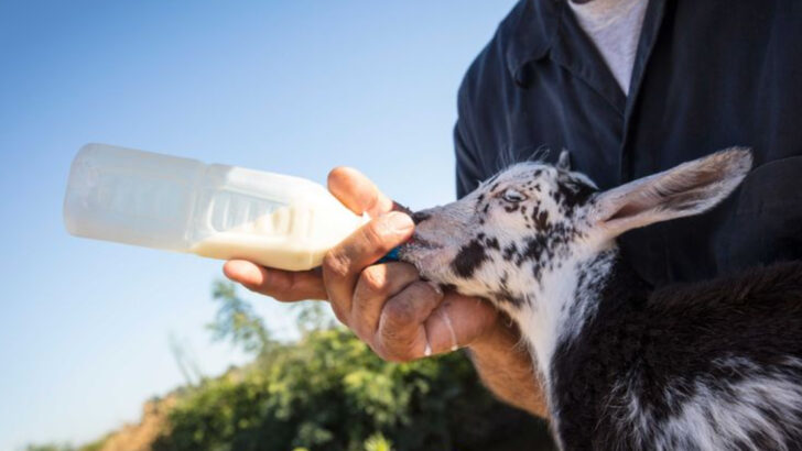 14 Animals Dependent on Humans—and 5 That Could Thrive Without Us