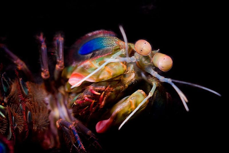 Mantis Shrimp