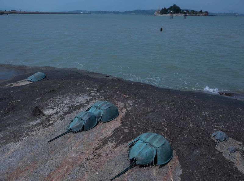 Horseshoe Crab