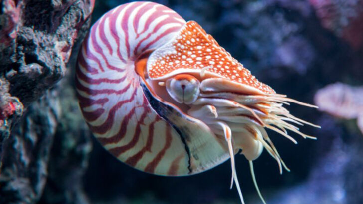 14 Animals That Lived Alongside Dinosaurs—and Are Still Alive Today