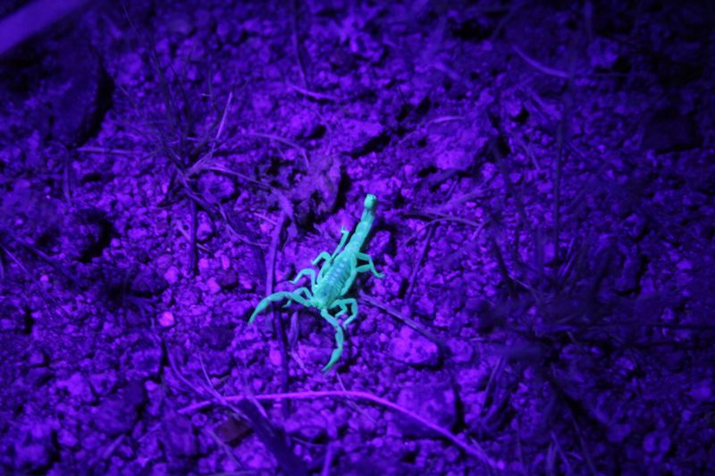 Arizona Bark Scorpion