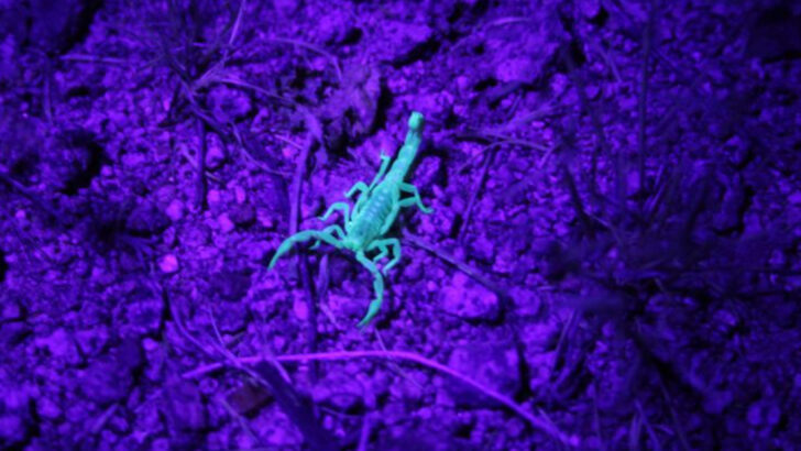 14 Creatures That Only Live in the American Southwest—And Nowhere Else on Earth