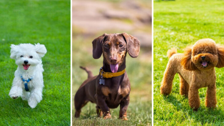 14 Dog Breeds That Stay Tiny Forever—and Are Impossible to Resist