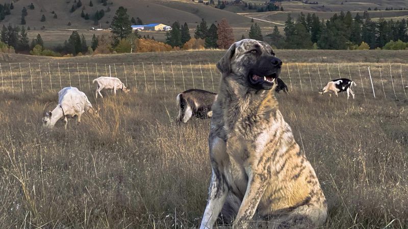 They’ve Been Guarding Livestock for Over 6,000 Years