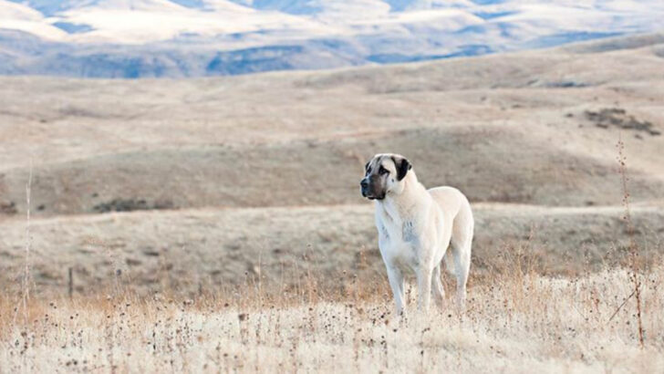 14 Facts About Anatolian Shepherds That Might Surprise Even Experienced Ranchers