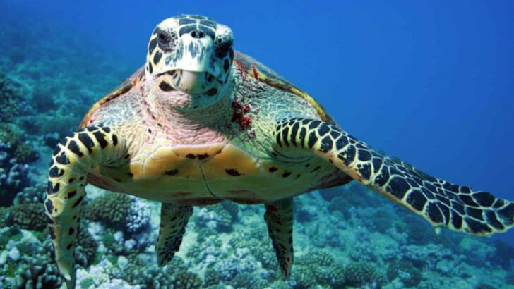 14 Fascinating Facts About Sea Turtles’ Incredible Life Journey