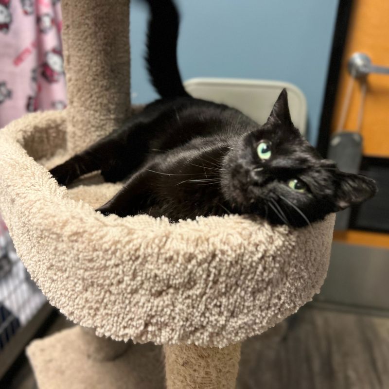 Black Domestic Shorthair
