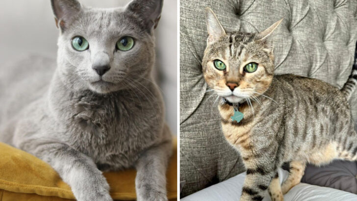 14 Healthiest Cat Breeds in North America (Black Domestic Shorthairs Live 16+ Years Average)