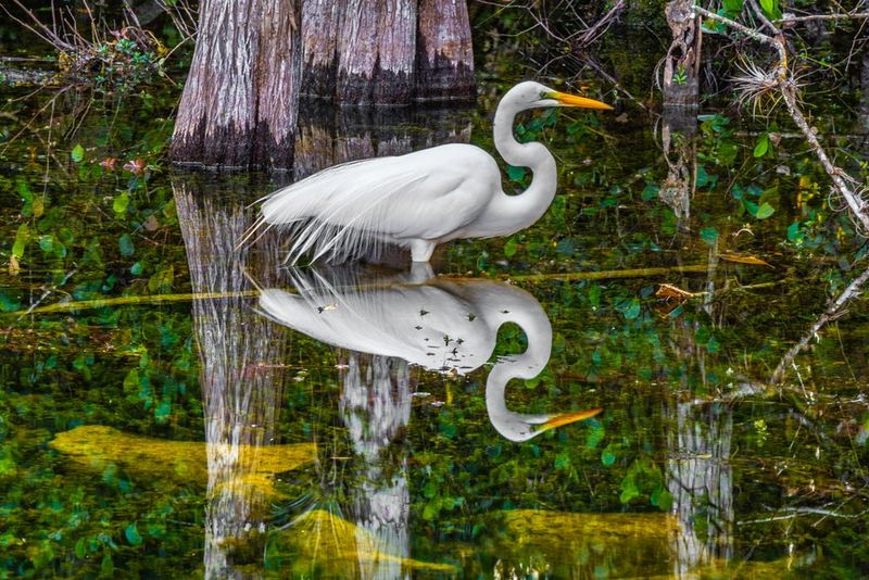 Great Egret