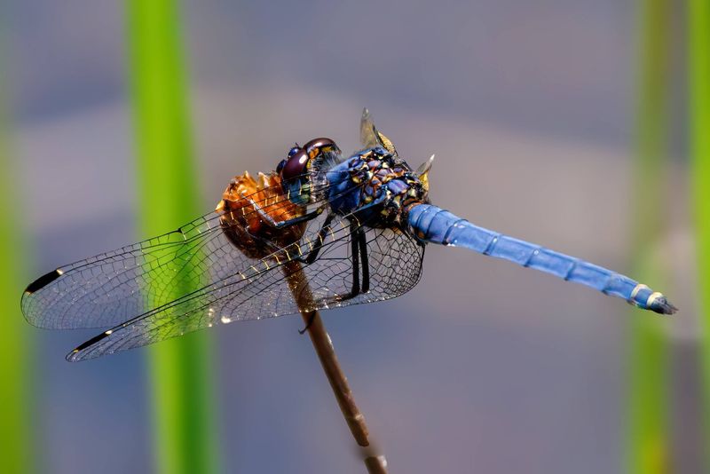 Dragonflies