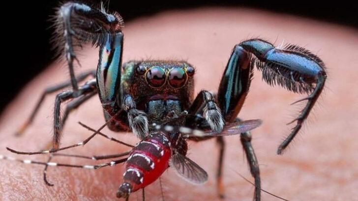 14 Mosquito-Eating Creatures That Make Your Backyard Bearable