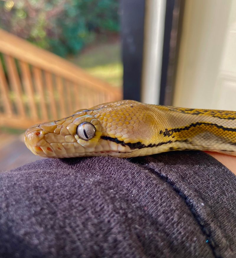 Reticulated Python