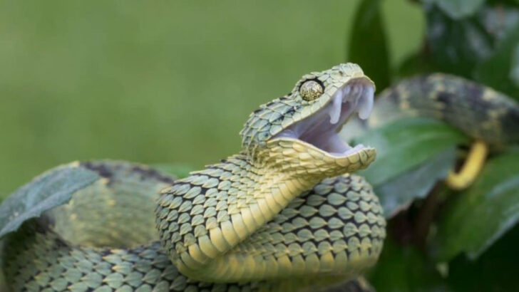 14 Snakes with the Most Unusual Eyes in Nature—Some Look Almost Alien