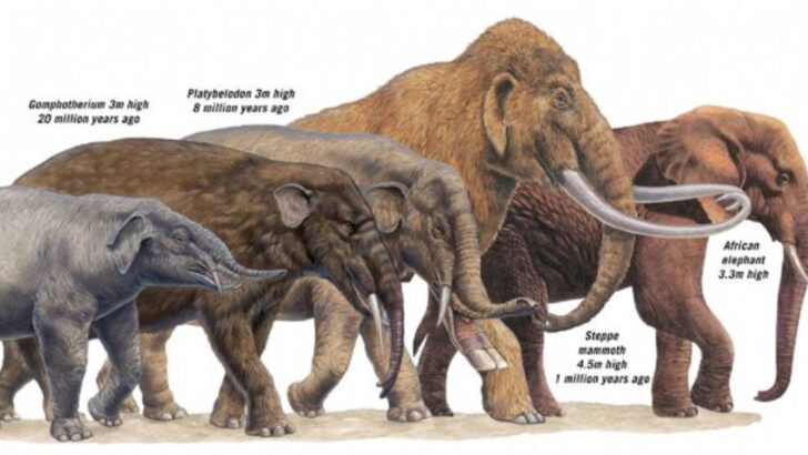 14 Species That Changed Size Dramatically—From Tiny to Titanic