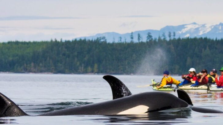 14 U.S. Locations to See Orcas in Their Natural Habitat