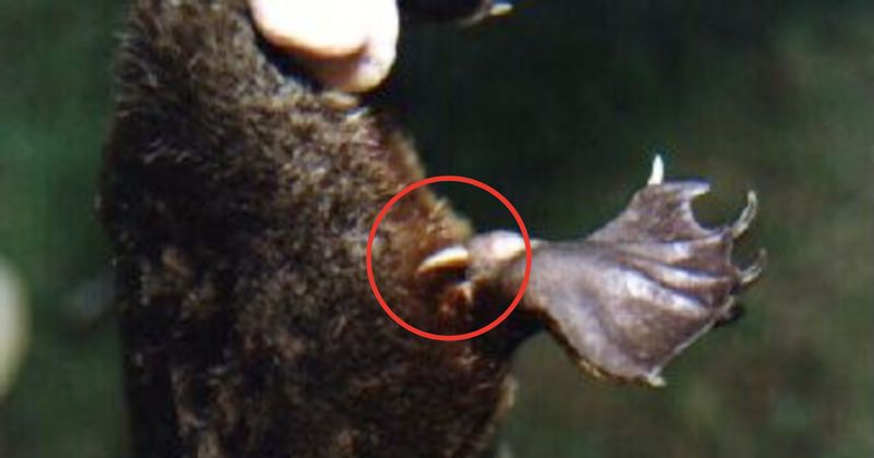 The Platypus's Venomous Spur