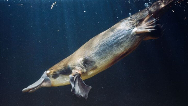 14 Weird But True Things About Platypuses That Scientists Still Can’t Explain