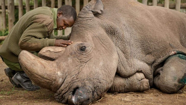 14 Wild Animals Fighting for Survival—and 6 That Are Losing the Battle