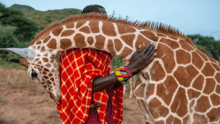 14 Wild Animals That Are Surprisingly Friendly to Humans