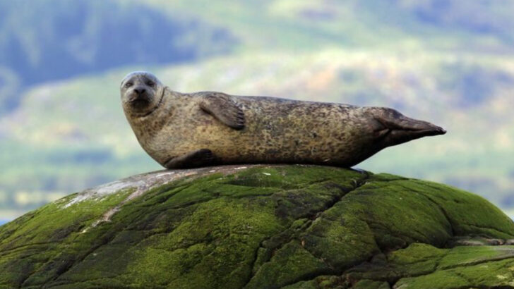 15 Amazing Animals to Spot in Lake Clark National Park and Preserve