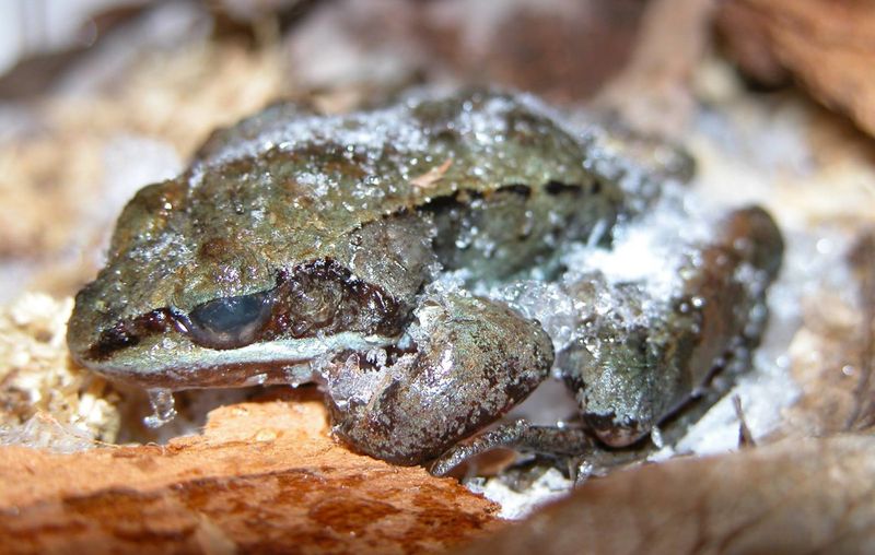 Wood Frog