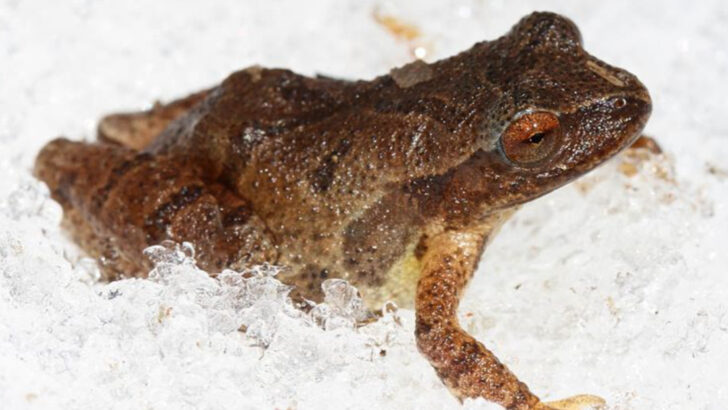 15 Amphibians That Can Survive Freezing Winters Without a Problem