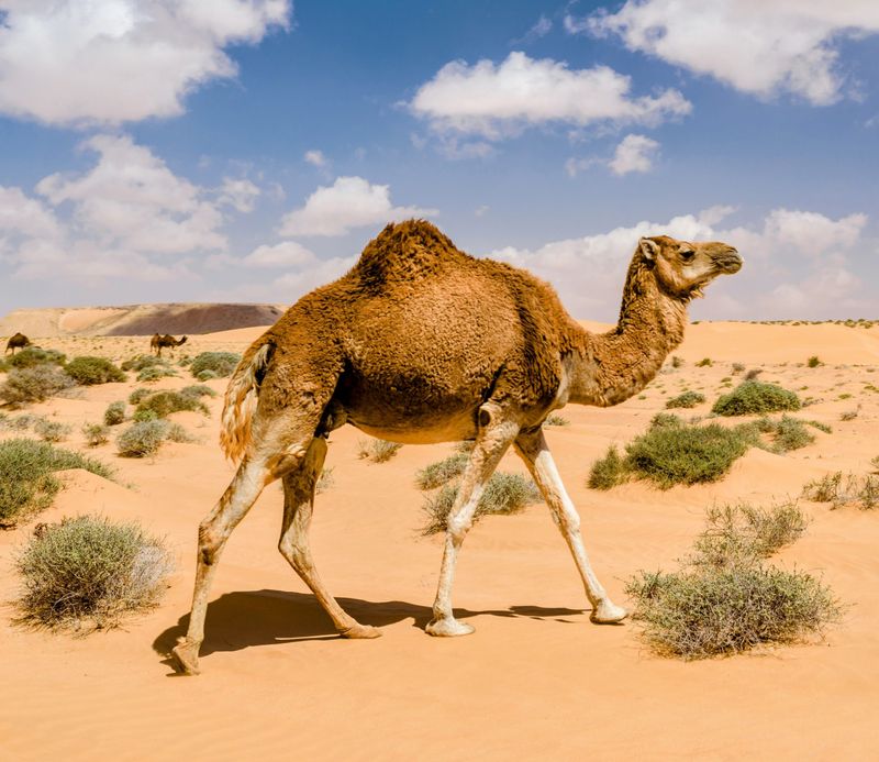 Camel