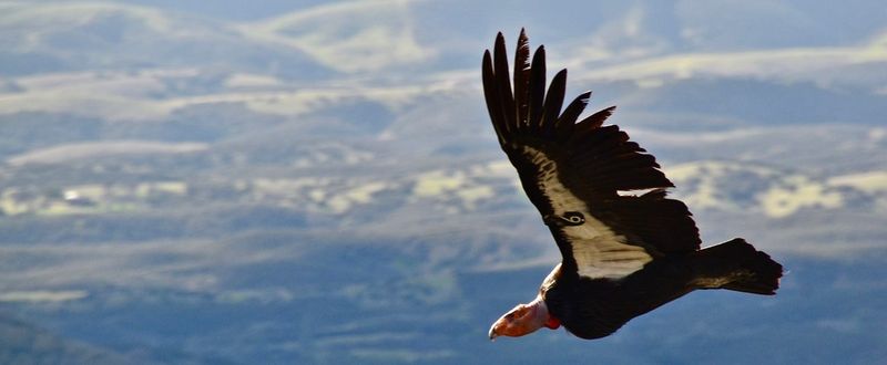 California Condor