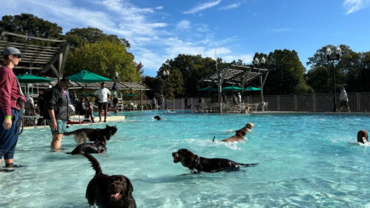 15 Best Dog Parks in Major American Cities