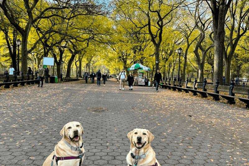 Central Park, New York City