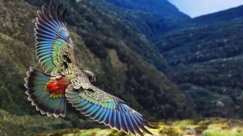 15 Birds So Unique, You’ll Think They’re From Another Planet