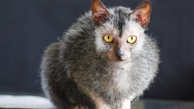 Lykoi Cat