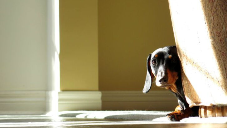 15 Dog Behaviors That Look Harmless but Secretly Signal Sadness