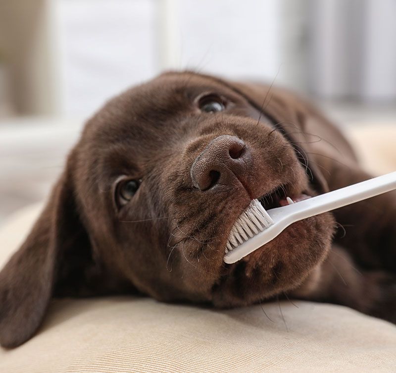 Dental Care for Dogs