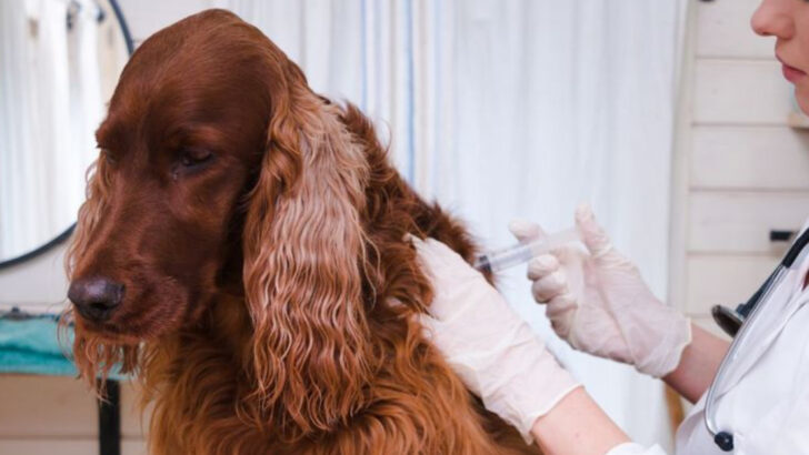 15 Dog Care Secrets Vets Wish Every Owner Knew From Puppy to Senior