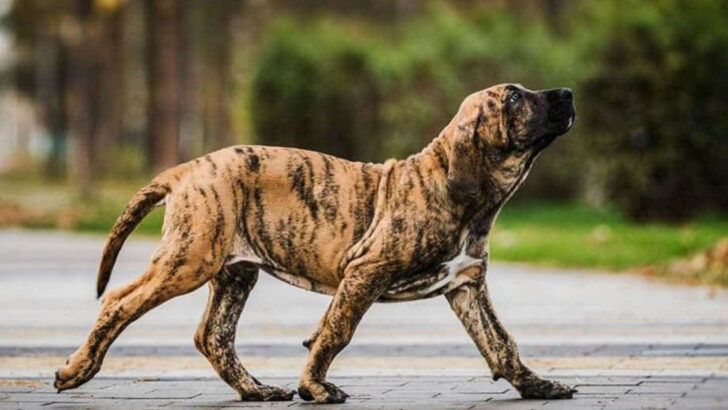 15 Dogs Too Dangerous or Difficult to Keep—and What to Choose Instead