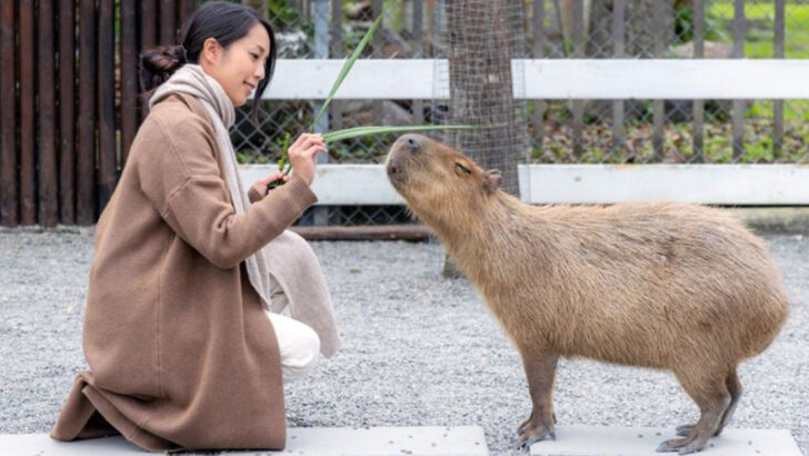 15 Essential Facts You Must Know Before Getting a Capybara as a Pet
