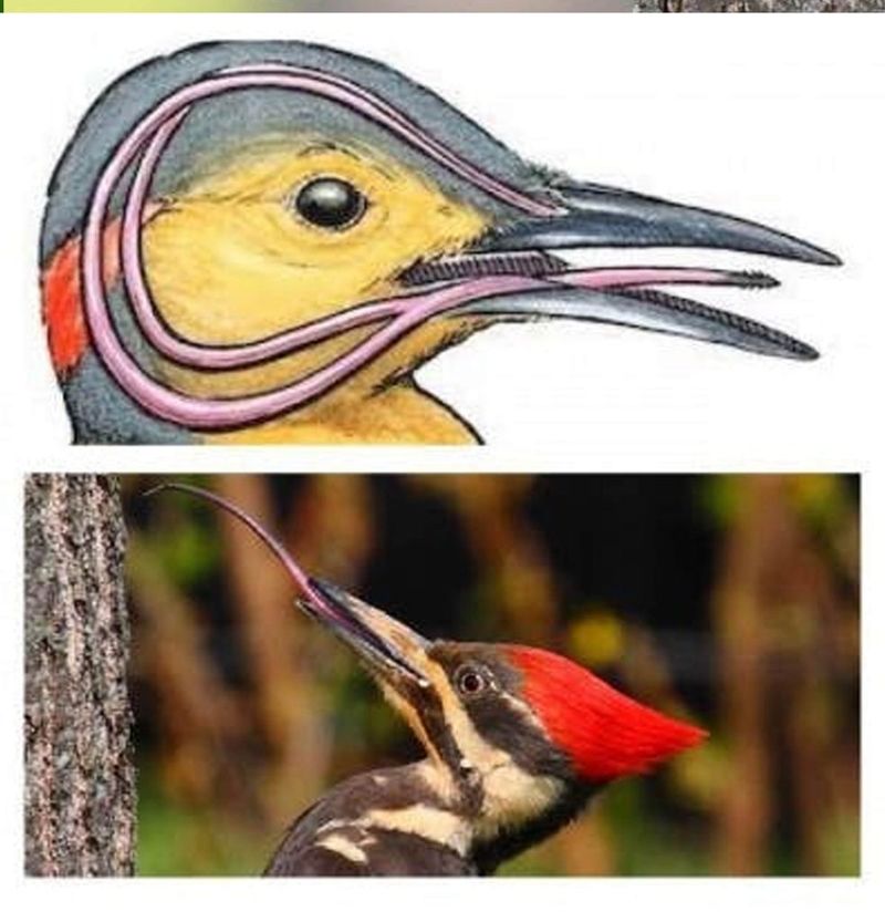 Unique Head Structure