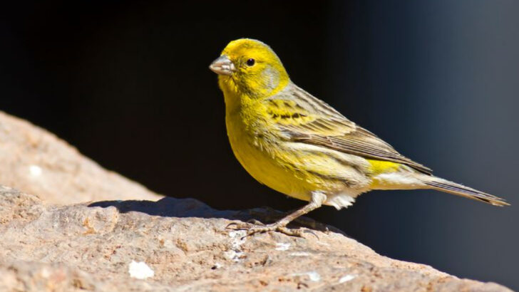 15 House Birds That Enjoy Cage-Free Living