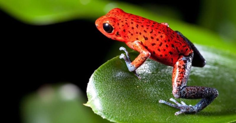 Poison Dart Frog