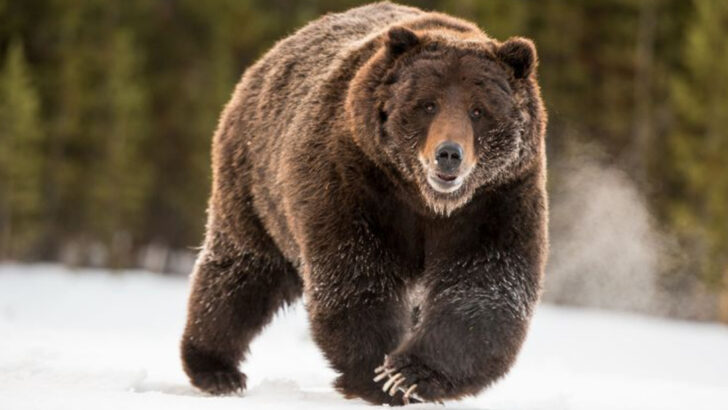 15 Majestic Animals You Can Still Spot in Yellowstone Today