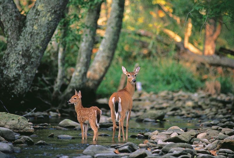 White-tailed Deer