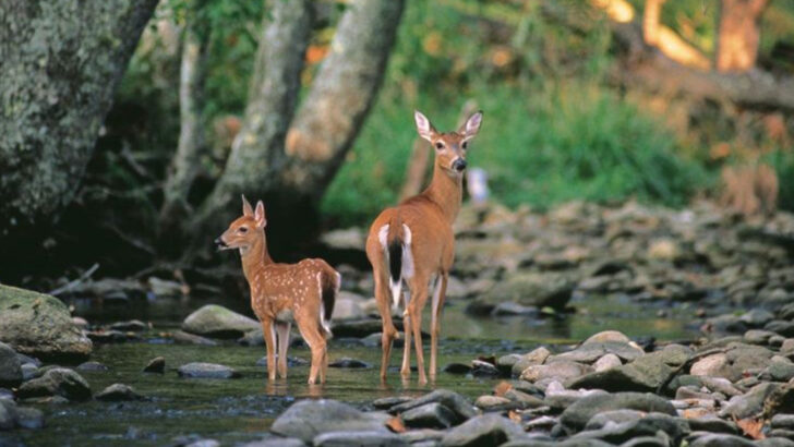 15 Native U.S. Animals You’re Likely to See During Summer Hikes