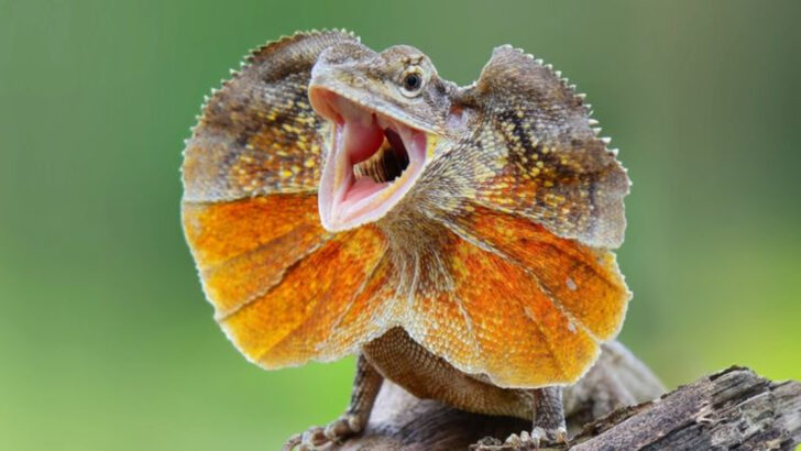15 Odd-Looking Animals That Are Surprisingly Cute—and Totally Real
