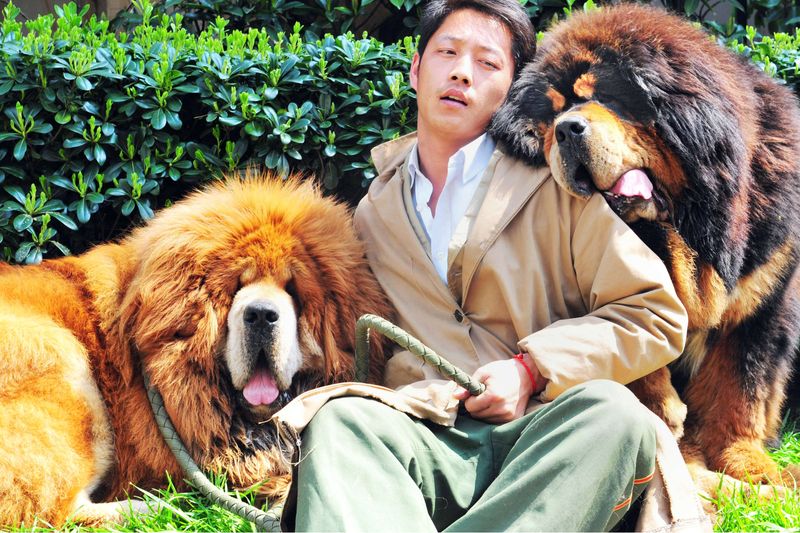 Tibetan Mastiff