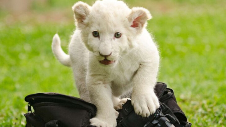 15 Pets With Price Tags That’ll Make Your Jaw Drop—And Why People Still Buy Them